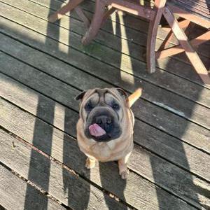 Lost Dog Croissant