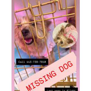 Lost Dog Lola