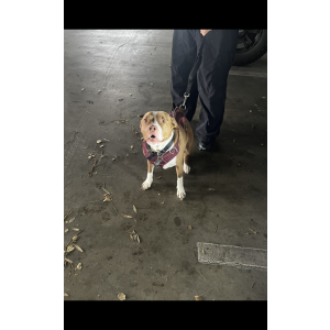 Lost Dog Zeus