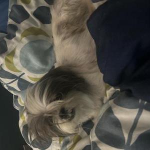 Lost Dog Cotton