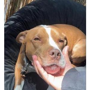 Lost Dog Zeus