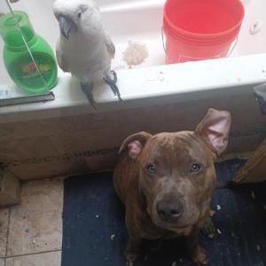 Lost Dog Blue