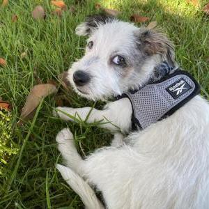 Lost Dog Kai