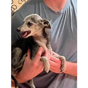 Lost Dog Chase