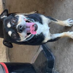 Found Dog Unknown