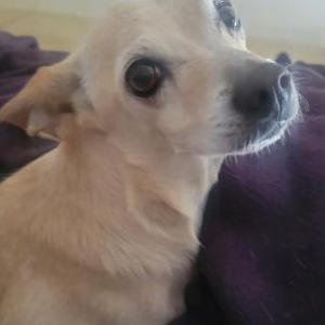 Found Dog Unknown
