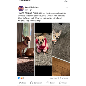 Lost Dog Chanis