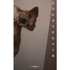 Lost Dog Pumba