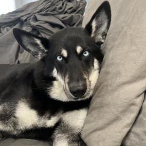 Lost Dog Nala
