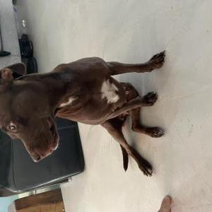 Found Dog Unknown