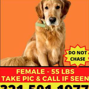 Lost Dog Pearl