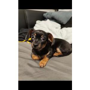 Lost Dog Videl