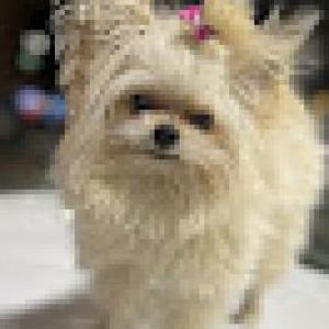 Lost Dog CHLOE