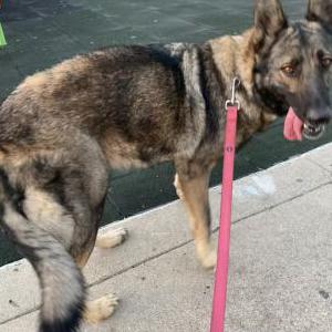 Lost Dog Mocha