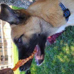 Found Dog Unknown