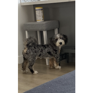 Lost Dog Figuero