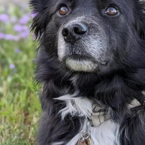 Lost Dog Chief