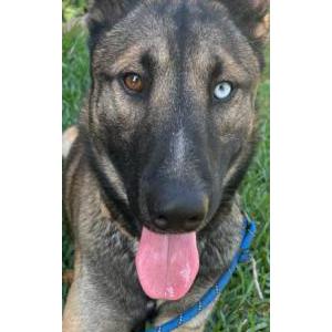 Found Dog Unknown