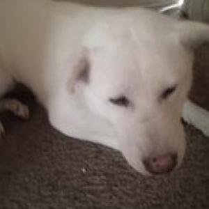 Lost Dog Sierra