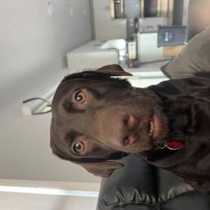 Lost Dog Cali