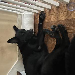 Lost Dog LOLA HENKEL