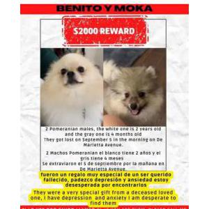 Lost Dog benito y moka