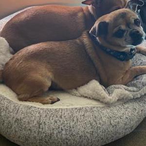Lost Dog Bobbie