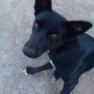 Found Dog unknown (Jet)