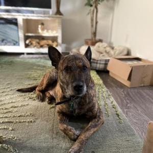 Lost Dog Bandit