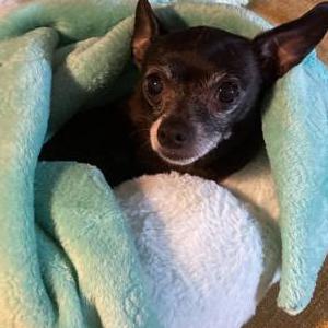 Lost Dog Darla
