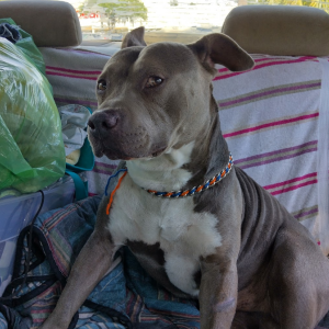 Lost Dog Smokey
