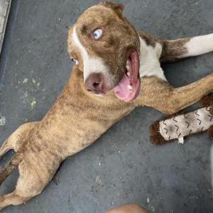 Found Dog unknown