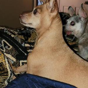 Lost Dog Mamita