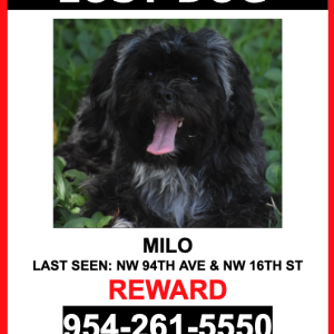 Lost Dog MILO