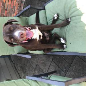 Found Dog Unknown