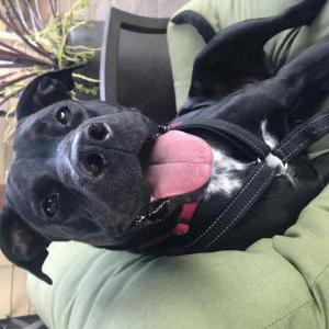 Found Dog Unknown