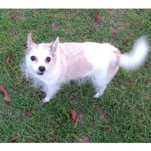 Image of Tater, Lost Dog