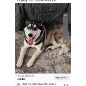 Lost Dog Winter