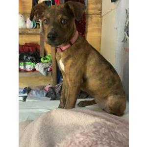 Image of Oakley, Lost Dog