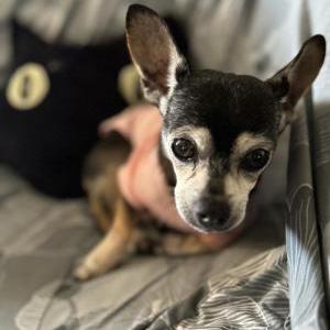 Lost Dog Mia