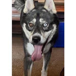 Found Dog Unknown