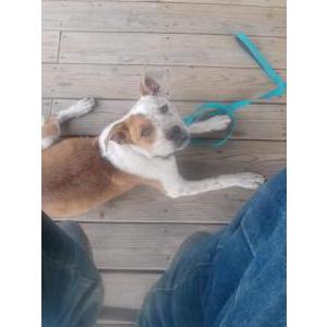 Lost Dog Sillas