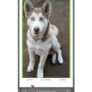 Lost Dog Zeus