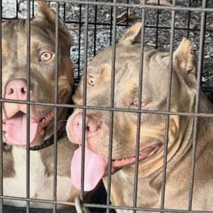 Lost Dog Karma & Felony