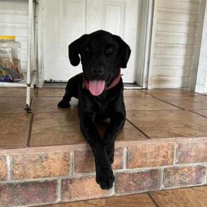 Lost Dog Bruno