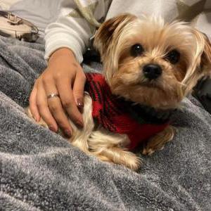 Lost Dog Ace