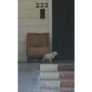 Lost Dog Angelina 
