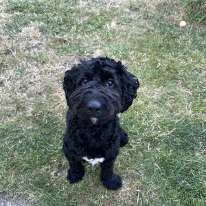 Lost Dog Brian