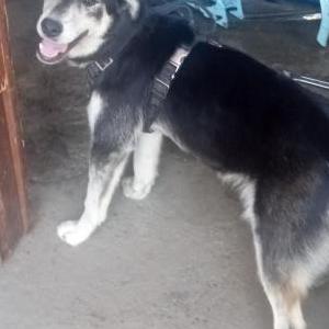 Lost Dog Jumanji