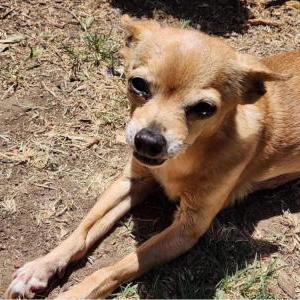 Lost Dog Samson